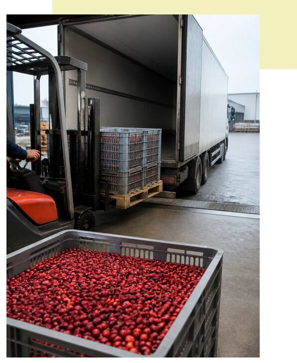 Перевозка клюквы рефрижератором в Зеленодольск по цене от 5175 р. | Агросервис-Злн